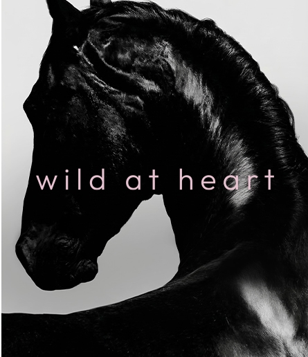 Imagem New Collection 1